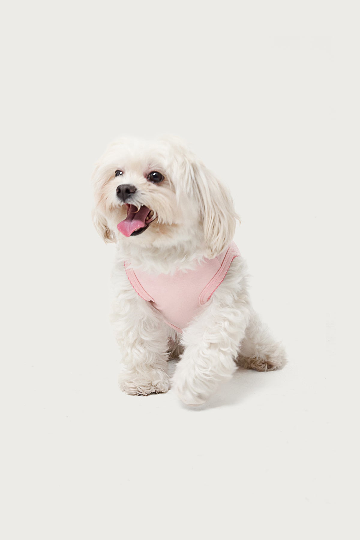 Pawfect Pet Tank Top