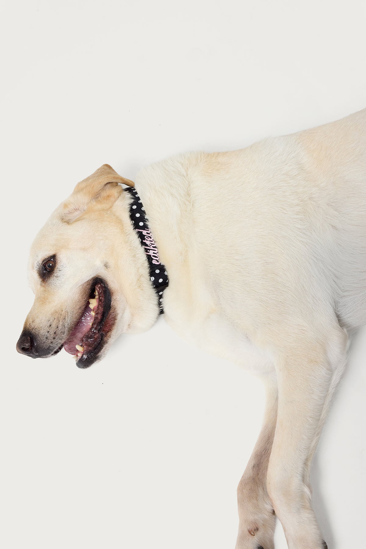 Spotted Edikteds Pet Collar