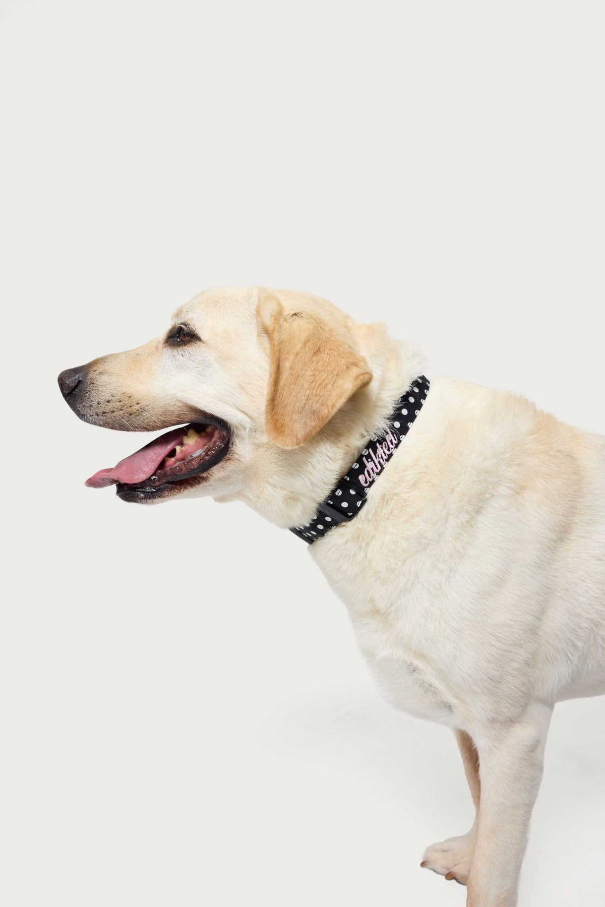 Spotted Edikteds Pet Collar