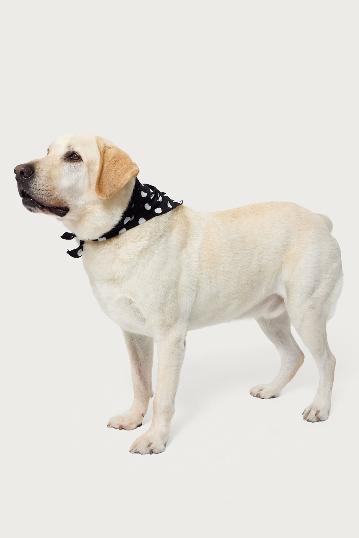 Polka Dot Edikteds Pet Bandana