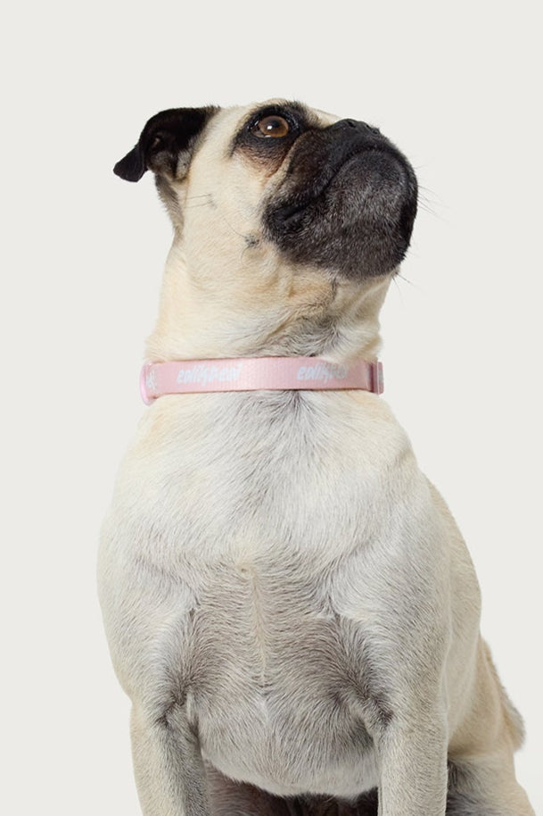 Edikteds Pet Collar