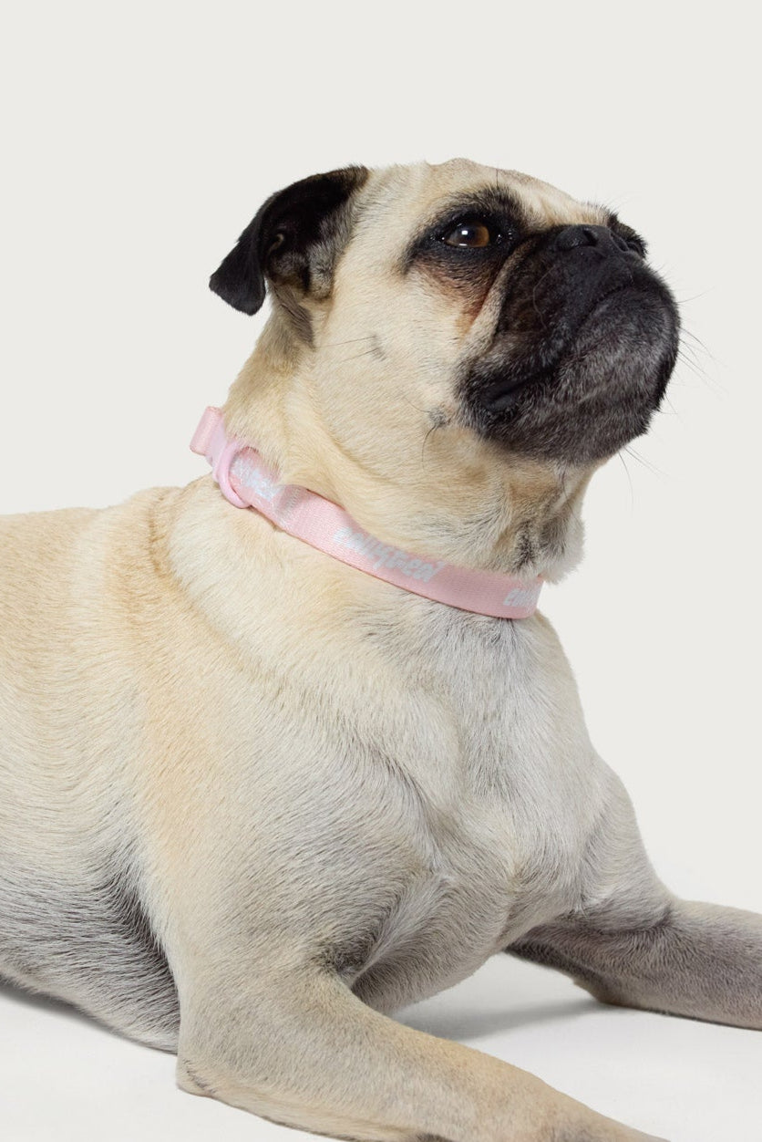 Edikteds Pet Collar