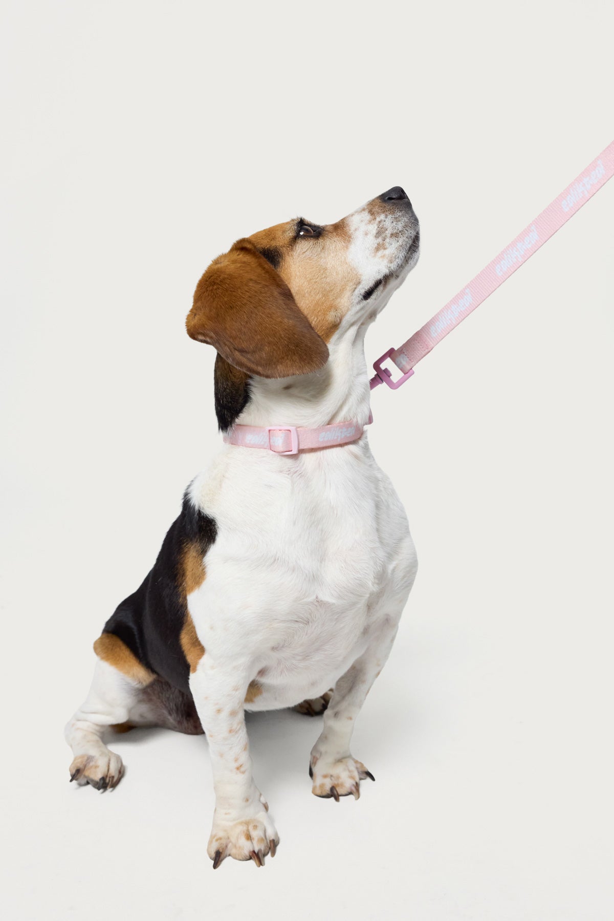Edikteds Pet Leash