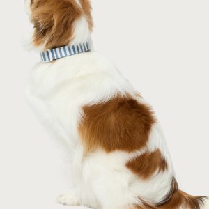 Striped Pet Collar