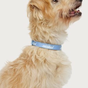 Edikted Pet Collar