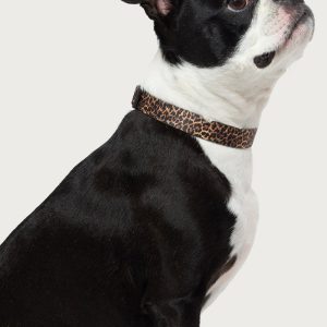 Leopard Print Pet Collar
