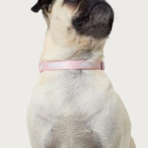 Edikted Pet Collar