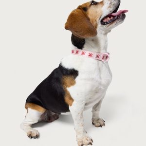 Daylily Pet Collar